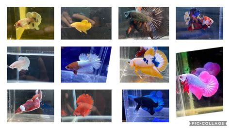 Best show quality bettas for sale online in U.S. – JustFishyThing.
